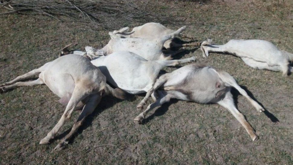 Matanza de cabras por agroqu&iacute;micos