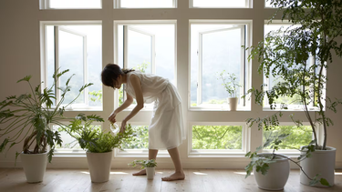 Cuáles son las plantas para purificar la casa.&nbsp;