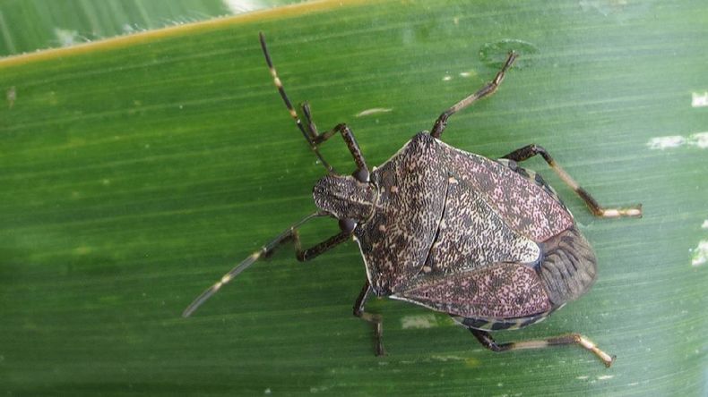 chinche apestosa es un insecto frecuente en casas, patios, quintas y huertas de Jujuy y Salta
