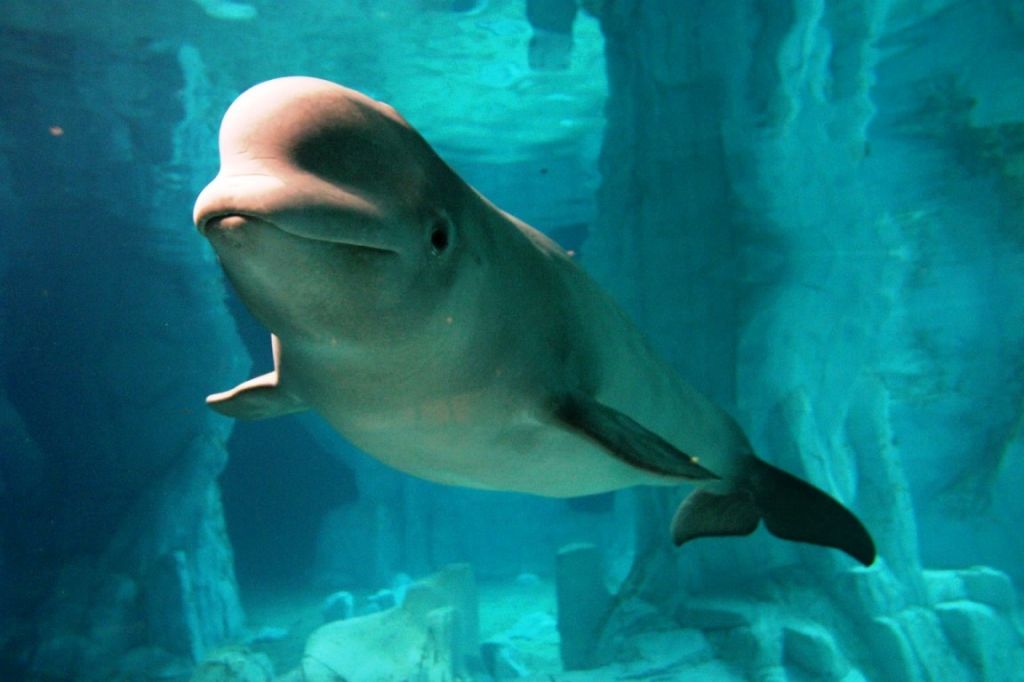 Ballena beluga