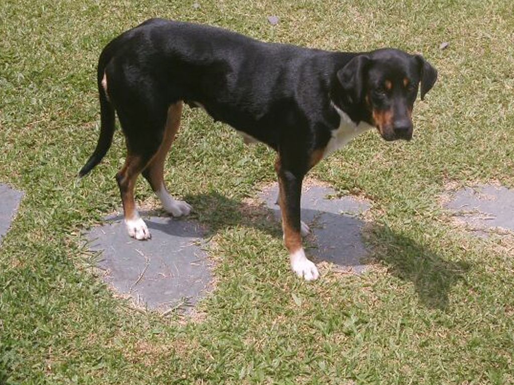Perrita perdida