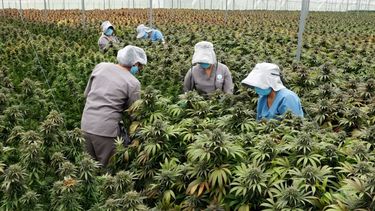 Se presentó un programa de financiamiento por $ 250 millones para proyectos de investigación y desarrollo del uso medicinal de la planta de cannabis.