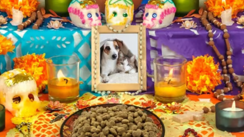 Todo Jujuy | Día de las mascotas muertas: cómo armar el altar