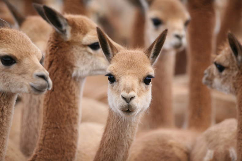 La fibra de vicuñas es muy preciada.