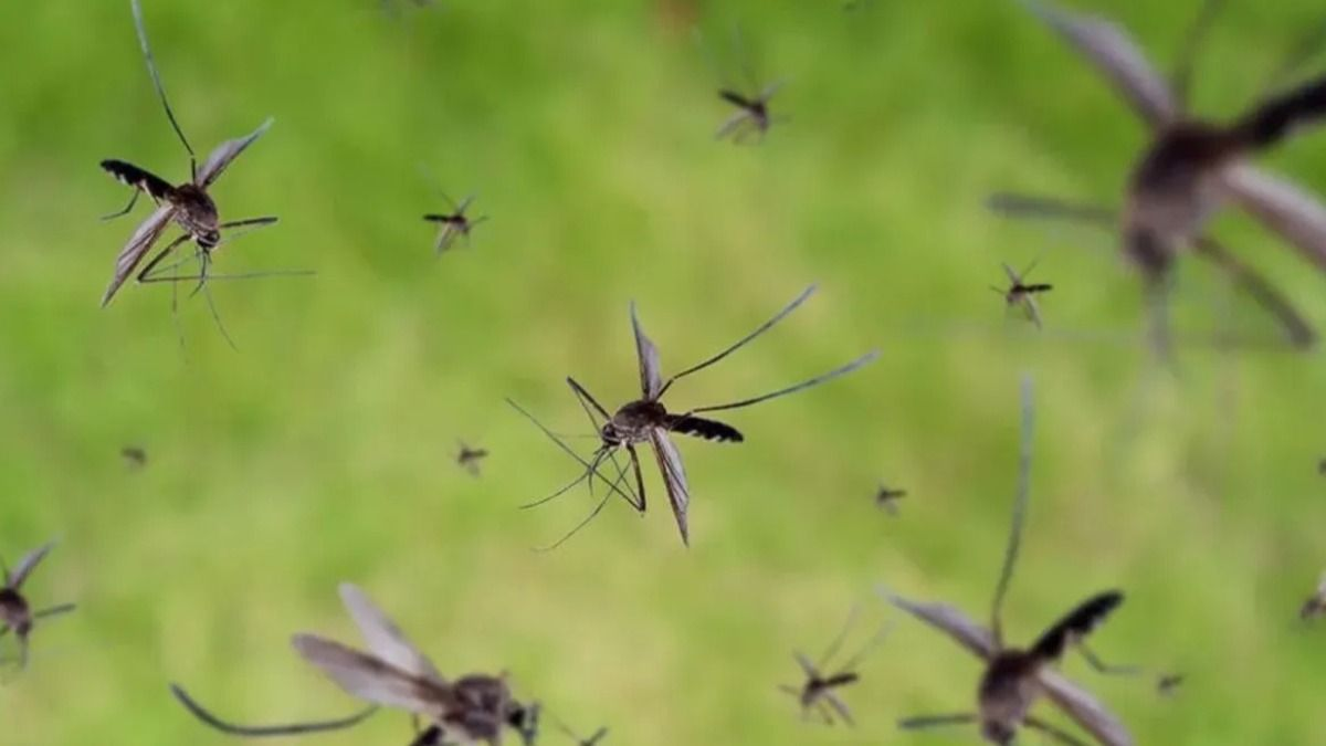 El truco de los jardineros para que no haya mosquitos en terrazas y jardines. &nbsp;