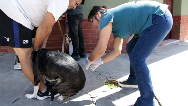 Última jornada de la Campaña de Vacunación Antirrábica en Alto Comedero Última jornada de la Campaña de Vacunación Antirrábica en Alto Comedero