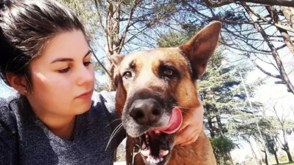 El perro se encontró con el automóvil de la familia después de 10 largos meses de estar perdido.