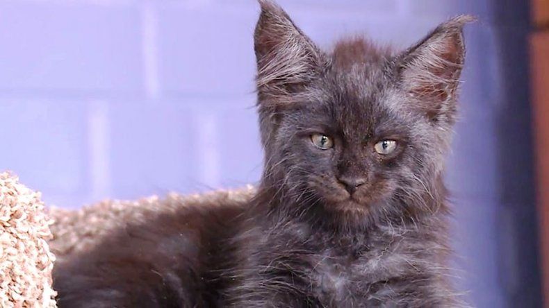 El extraño caso del gato con cara humana que causa escalofríos en Internet
