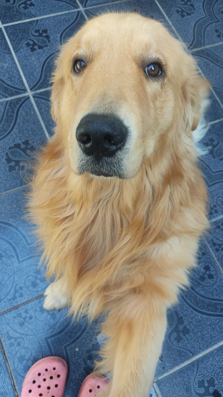 Toto se perdió en San Cayetano. Toto se perdió en San Cayetano.