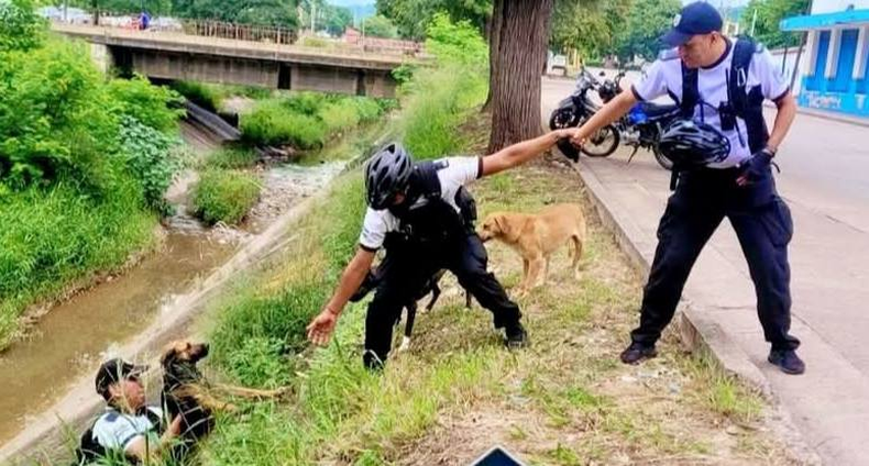 Policías rescataron a tres perros atrapados en un canal de San Pedro de Jujuy