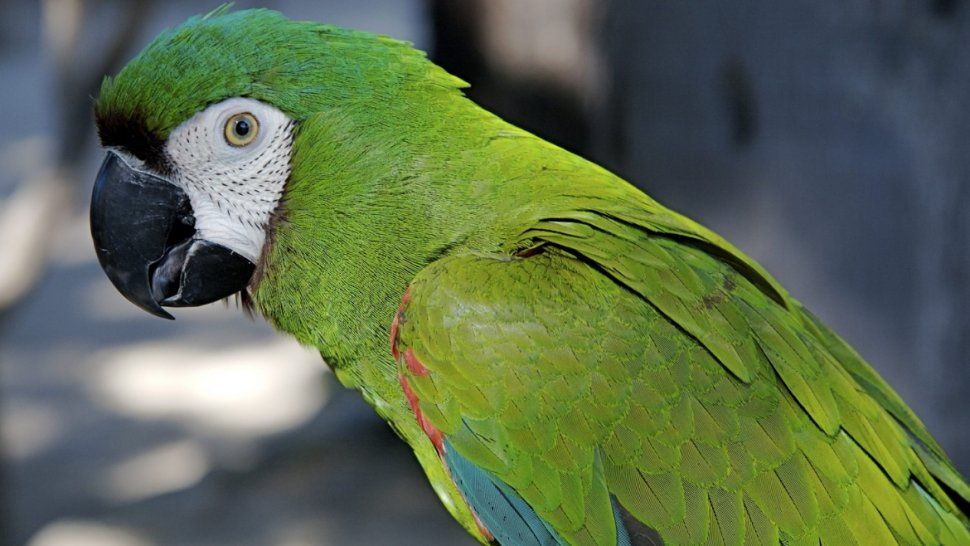 Venta ilegal de loros por  Facebook: instan a la denuncia y los riesgos de comprar