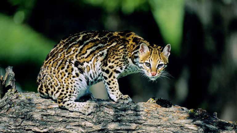 Ocelote (Foto ilustrativa)