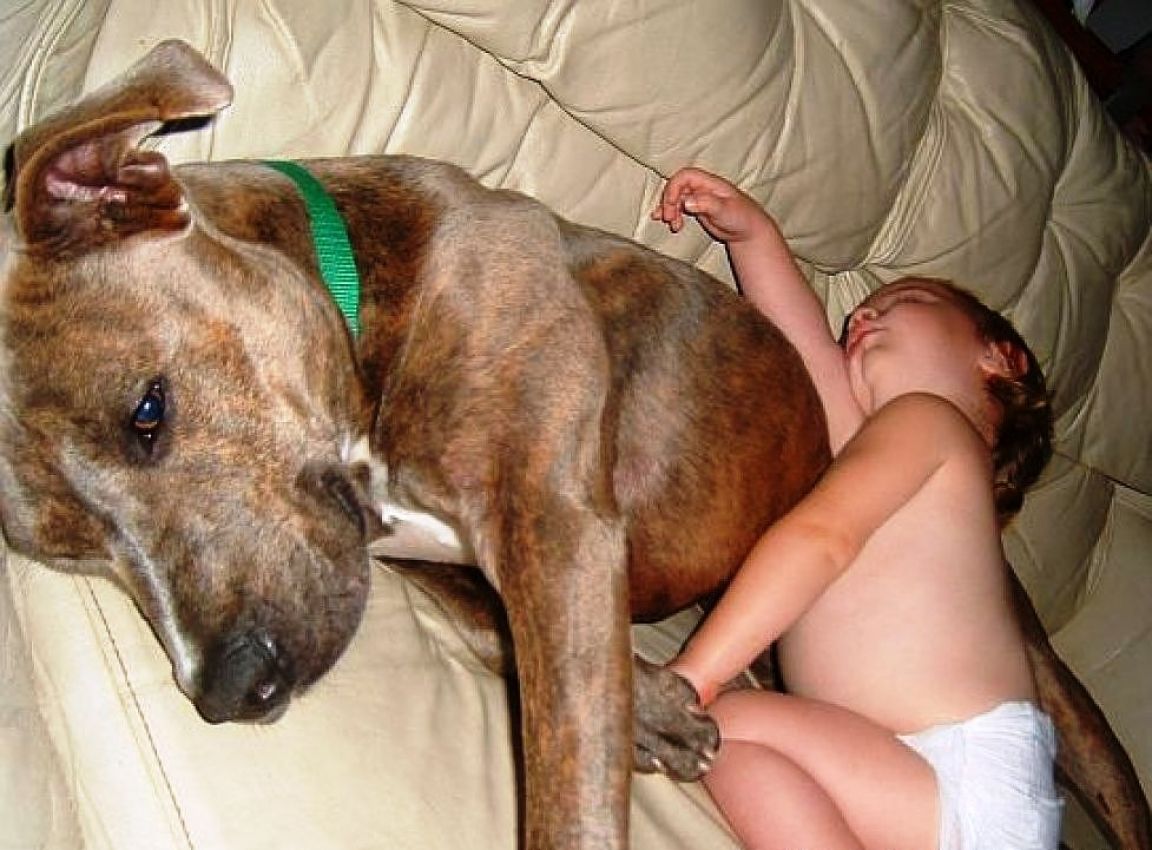 Pitbull en casa