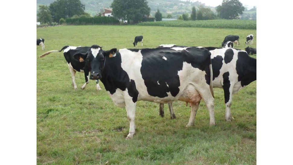 Ganado