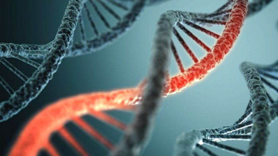 Los seres humanos y los animales compartimos genes./ Foto: Télam