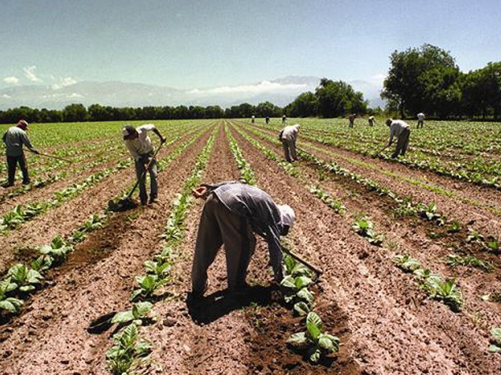 Producción tabacalera