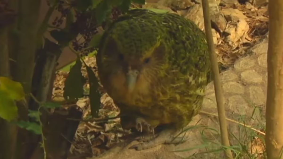 Kakapo, el loro que fue aislado para sobrevivir.