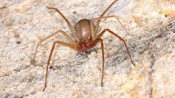 La araña loxosceles, conocida además de como la araña del rincón, como “violinista”; tiene una gran presencia en todo el territorio de nuestro país.