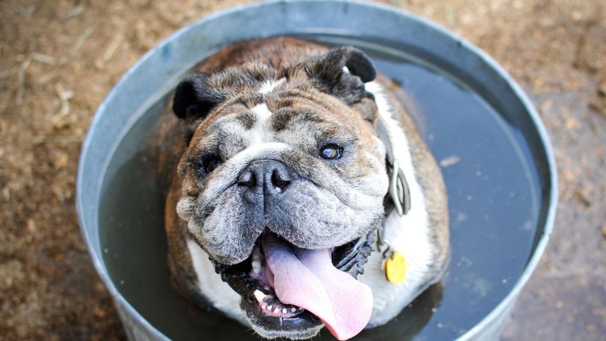 Toma estos resguardos y cuida a tu mascota del calor – Latinews