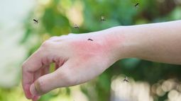 Casos de dengue en Jujuy