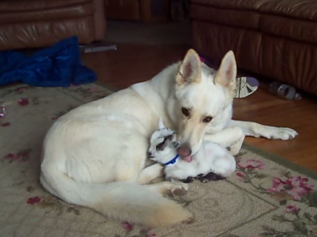 Perra adopta cabrita