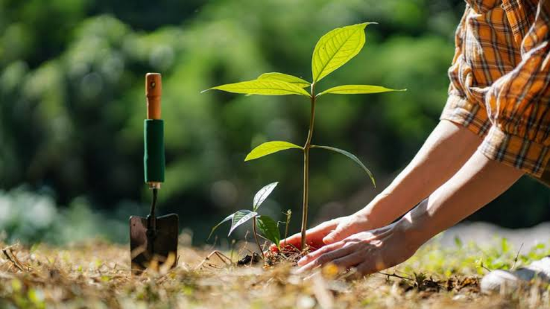 Cuidado de plantas.