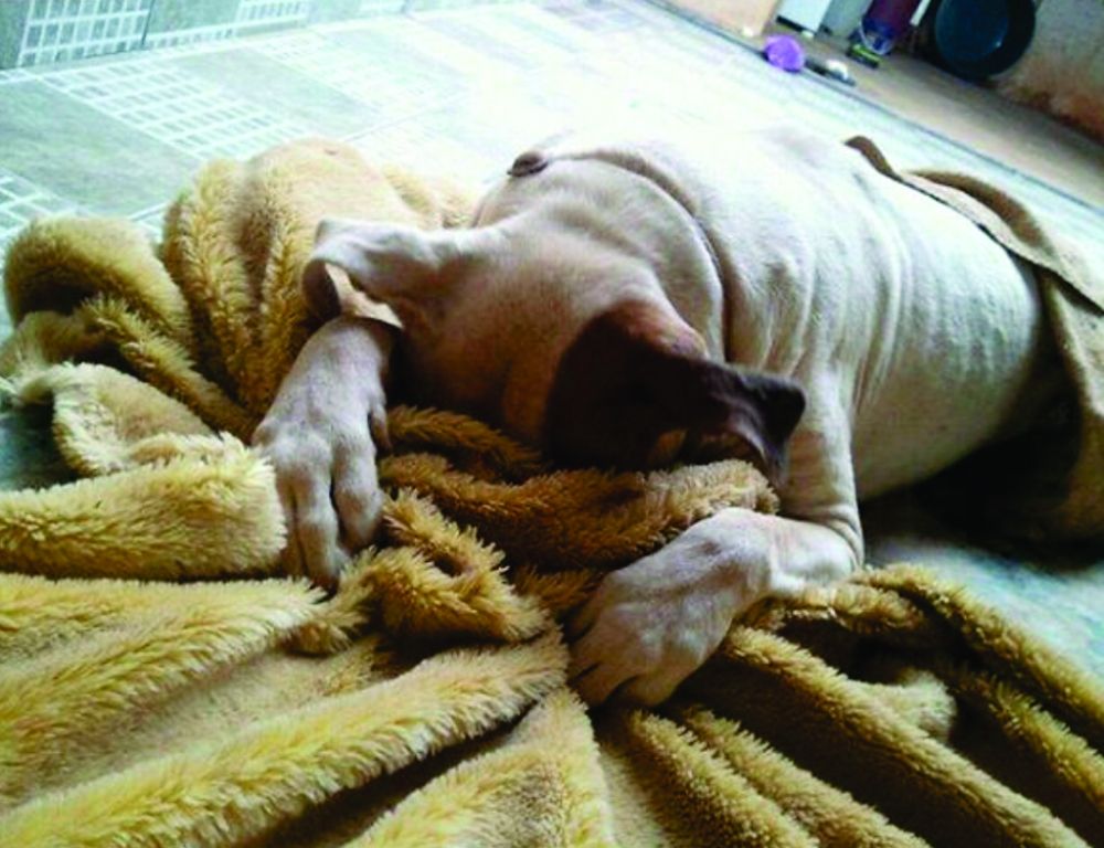 perro