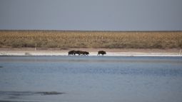 Alarma en el campo por una plaga que provoca pérdidas millonarias en Argentina
