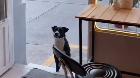 Todo Jujuy | Buddy, el perro jujeño que es viral