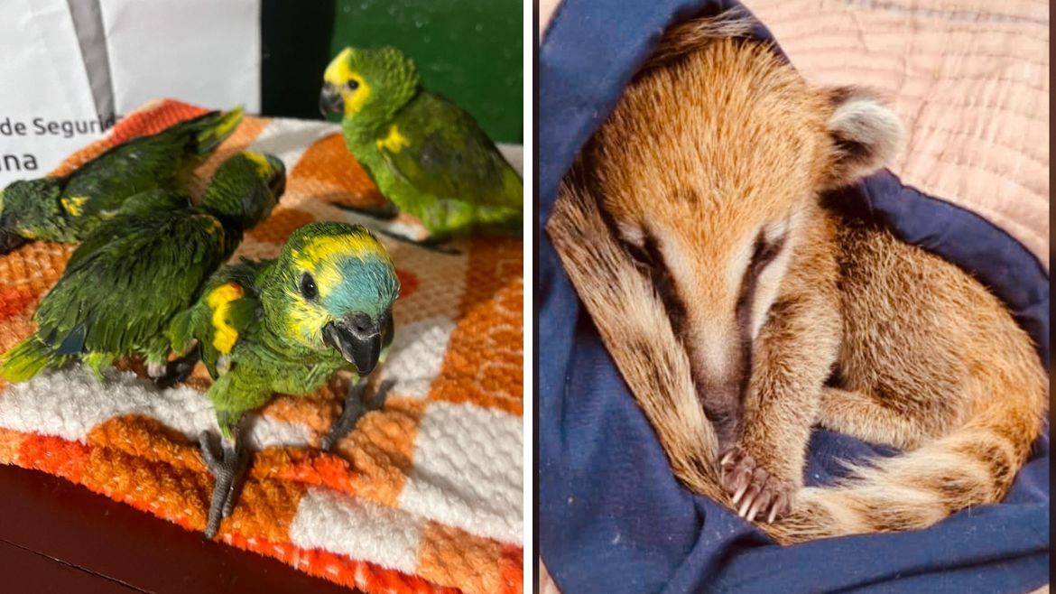 Animales rescatados.