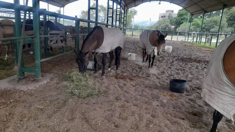 Exposicion de caballos (4).jpeg