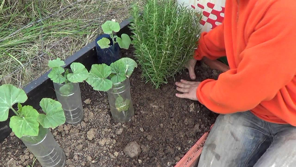 Cuáles son las mejores plantas más fáciles de cultivar.&nbsp;