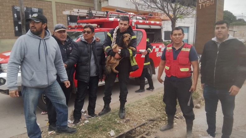 Rescataron a un perro dentro de una alcantarilla en San Pedro