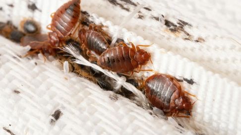 Todo Jujuy | insectos - chinches .jpg