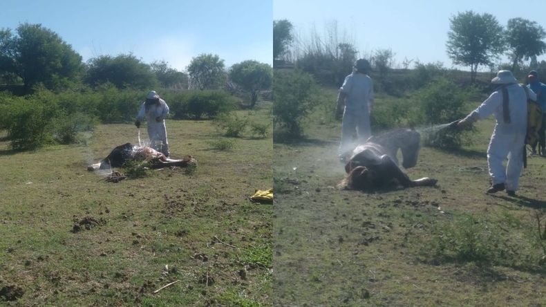 Rescataron caballos que eran atacados por abejas