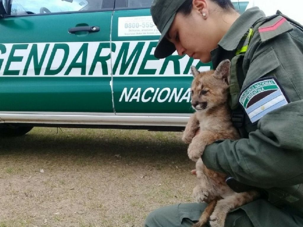 Puma encontrado