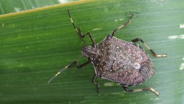 chinche apestosa es un insecto frecuente en casas, patios, quintas y huertas de Jujuy y Salta