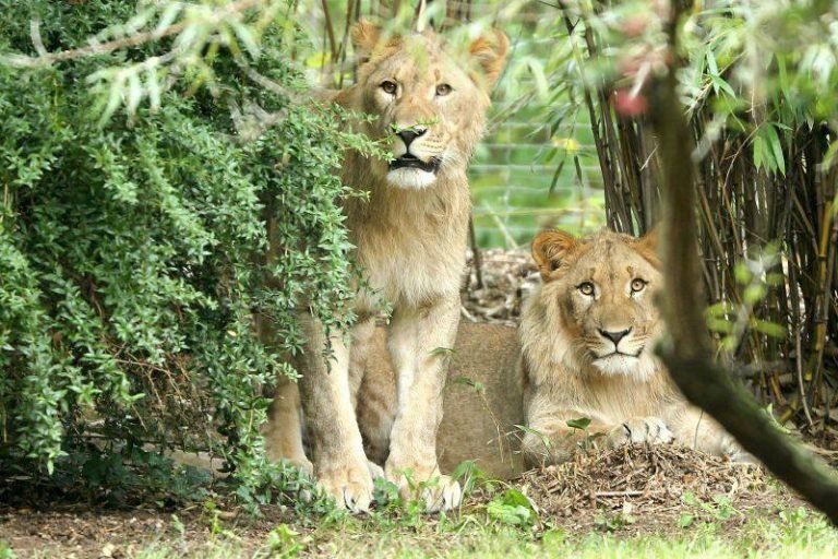 zoologico-aleman-768x512.jpg