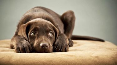 Día del Animal derechos y protección