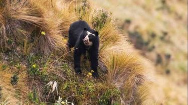 Confirmaron la presencia del oso andino en Jujuy y crece el interés por su conservación