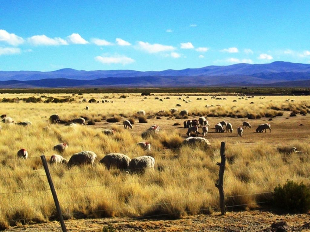 Ganado ovino