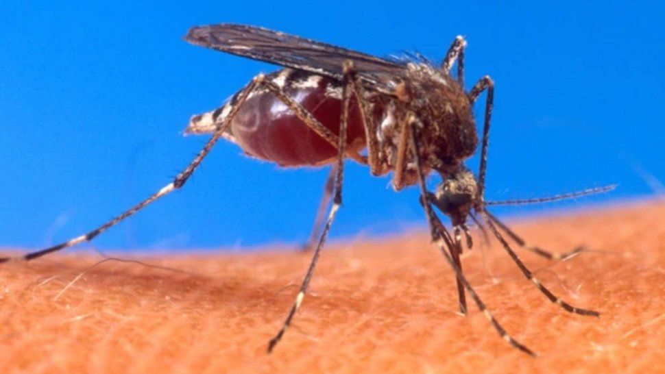 Yuto tiene menos casos de dengue en comparación con abril del 2020