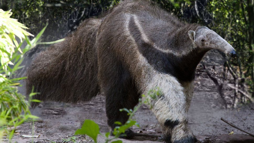 Los animales con peligro de extinción en Jujuy y todo el NOA