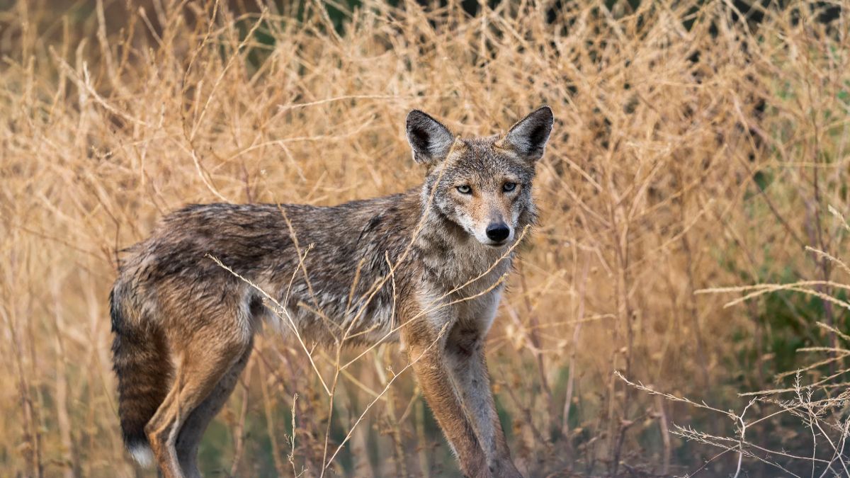 Un perro enfrentó el ataque de cinco coyotes en California y sobrevivió.