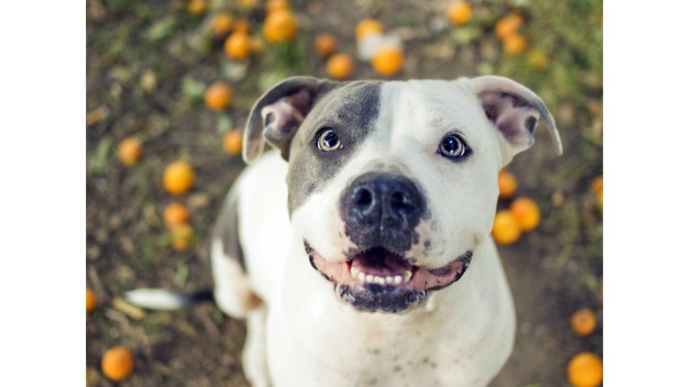 14 razas de perros son consideradas peligrosas por la nueva ordenanza