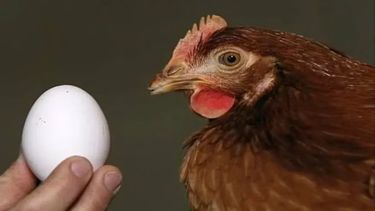 El ChatGPT habló sobre si existió primero el huevo o la gallina y la respuesta sorprendió a todos.