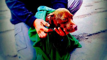 Un perro cayó a un canal y fue rescatado por los bomberos