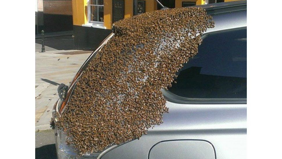 Abejas persiguen un auto