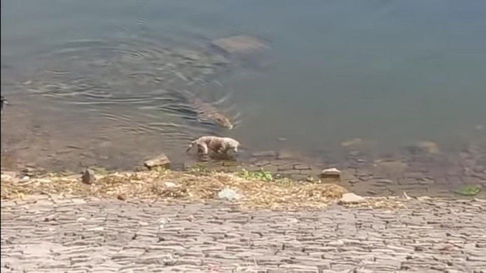 Un perro fue atrapado por un cocodrilo en la India, mientras se acercaba a la orilla de un río para tomar agua.