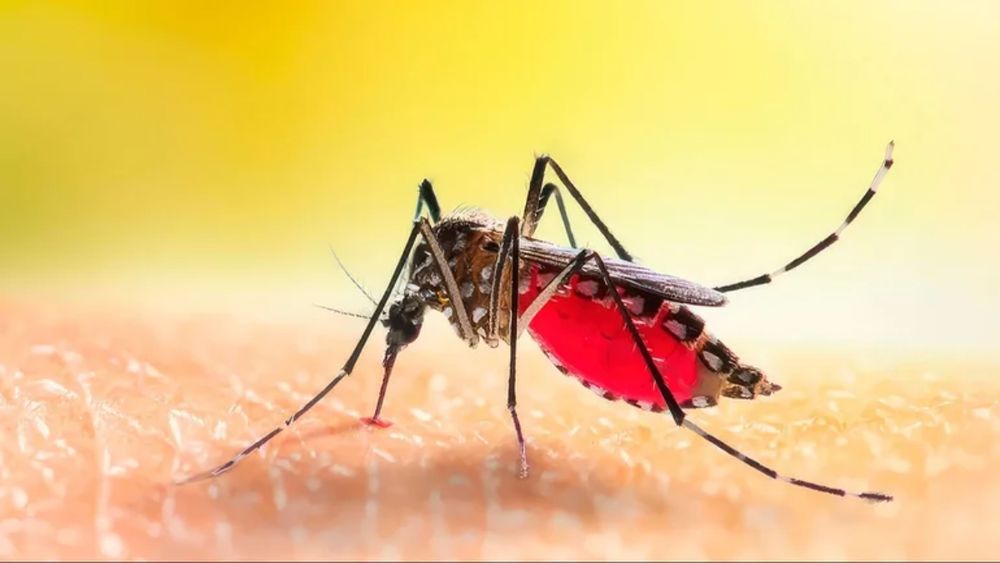 &nbsp;Aconsejan evitar el uso de insecticidas y otros productos químicos que muchas veces son dañinos.